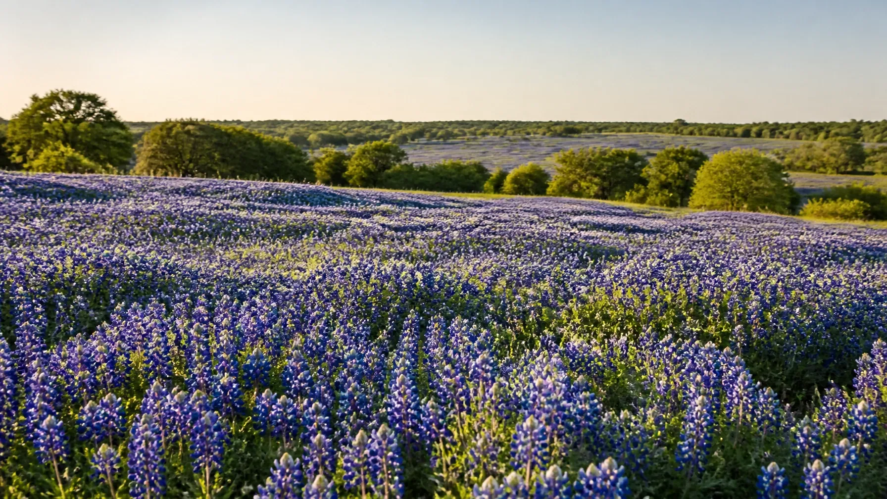 Washington County bluebonnet field